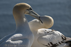 Helgoland-Basstoelpel-Z9-201907