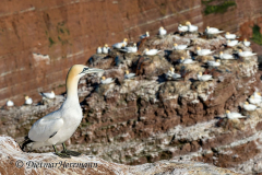Helgoland-Basstoelpel-Z9-202649
