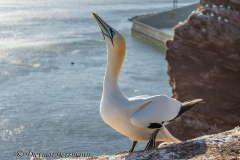 Helgoland-Basstoelpel-Z9-203265