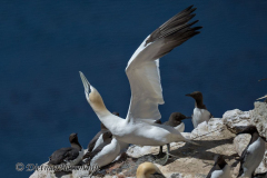 Helgoland-Basstoelpel-Z9-207177