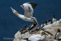 Helgoland-Basstoelpel-Z9-207181
