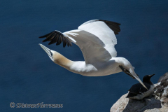 Helgoland-Basstoelpel-Z9-207185