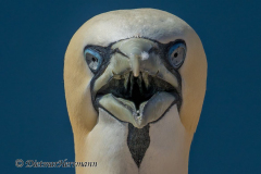 Helgoland-Basstoelpel-Z9-207276-crop