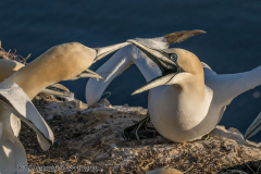 Helgoland-Basstoelpel-Z9-209804