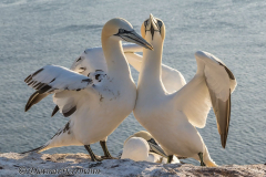 Helgoland-Basstoelpel-Z9-222540