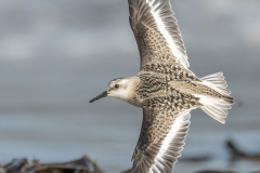 Helgoland-Duene-Sanderling-Z9-304741
