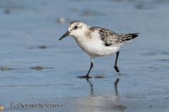 Helgoland-Duene-Sanderling-Z9-305071