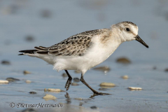 Helgoland-Duene-Sanderling-Z9-305210