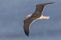 Helgoland-Heringsmoewe-Z7II-135743