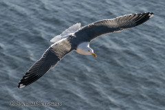 Helgoland-Heringsmoewe-Z9-202325