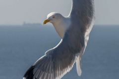 Helgoland-Heringsmoewe-Z9-223845