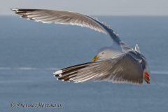 Helgoland-Heringsmoewe-Z9-223851
