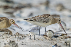 Helgoland-Pfuhlschnepfe-Sanderling-Z9-305788