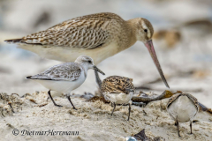 Helgoland-Sanderling-Pfuhlschnepfe-Z9-305793