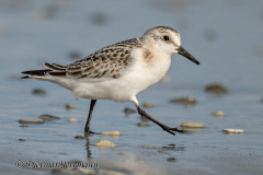 Helgoland-Sanderling-Z9-305209_2
