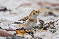 Helgoland-Schneeammer-Z8-009091