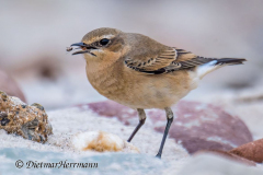 Helgoland-Steinschmaetzer-Z8-007930