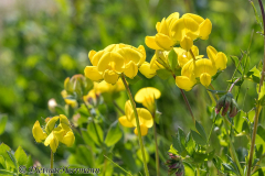 Helgoland-Hornklee-Z7II-135608