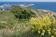 Helgoland-Klippenkohl-Kringel-und-Hafen-Z7II-135492