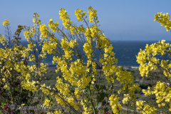 Helgoland-Klippenkohl-Z7II-134850