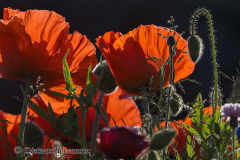 Helgoland-Mohnblumen-Z9-207798