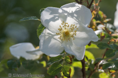 Helgoland-Rose-Z9-213151