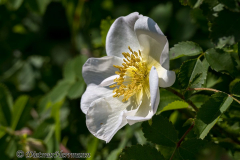 Helgoland-Rosen-Z7II-137167