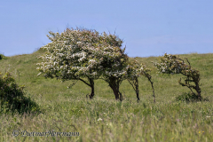 Helgoland-Windfluechter-Z7II-135208