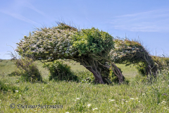 Helgoland-Windfluechter-Z7II-135215