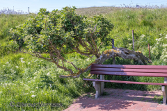 Helgoland-Windfluechter-Z7II-135218
