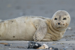 Helgoland-Duene-Seehund-Z9-305399