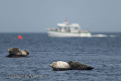 Helgoland-Seehund-Z9-213520