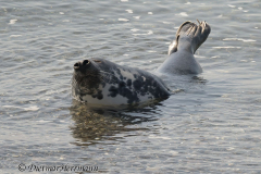 Helgoland-Seehund-Z9-220139