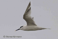 Helgoland-Brandseeschwalbe-Z8-002899