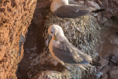 Helgoland-Dreizehenmoewe-Z7II-135758