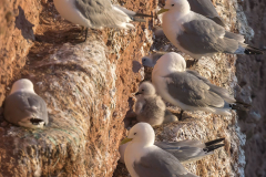 Helgoland-Dreizehenmoewe-Z7II-135763