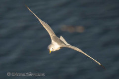 Helgoland-Dreizehenmoewe-Z9-204339
