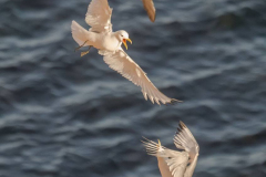 Helgoland-Dreizehenmoewe-Z9-204696