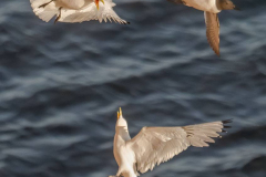 Helgoland-Dreizehenmoewe-Z9-204697