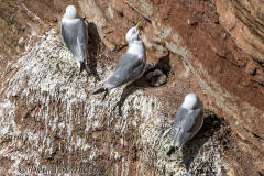 Helgoland-Dreizehenmoewe-Z9-207215