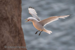 Helgoland-Dreizehenmoewe-Z9-213934