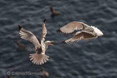 Helgoland-Dreizehenmoewe-Z9-214065