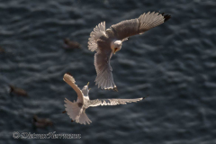 Helgoland-Dreizehenmoewe-Z9-214073-crop