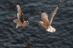 Helgoland-Dreizehenmoewe-Z9-214082-crop