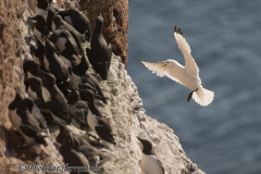 Helgoland-Dreizehenmoewe-Z9-214245