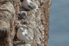 Helgoland-Dreizehenmoewe-Z9-214347