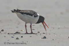 Helgoland-Duene-Austernfischer-Z7II-135960