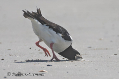 Helgoland-Duene-Austernfischer-Z7II-135989