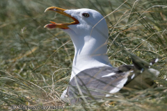 Helgoland-Duene-Heringsmoewe-Z7II-136705