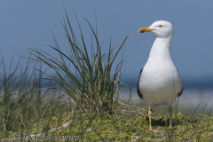 Helgoland-Duene-Heringsmoewe-Z7II-136732